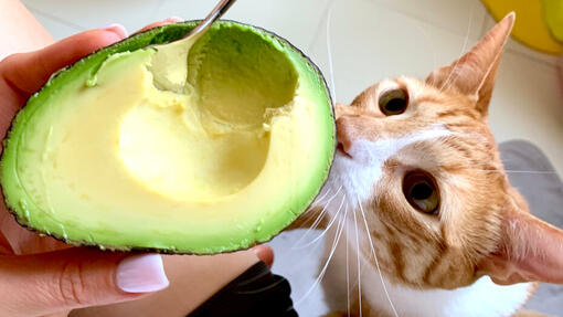 Avocado toxic 2025 to cats